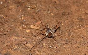 It is called a cave cricket or camel cricket. Why Camel Crickets Are So Common In New York Homes
