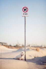 The other shortcoming was that, from time to time, the dogs would bark at night or when they sensed the enemy, effectively giving away their position and that of any accompanying. Pin By Adam Nixon On Humorous Dog Sitting Dog Friends Small White Dog