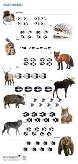 Patricia Strada Strada Patriciastradas On Pinterest Animal Footprints Animal Tracks Animals