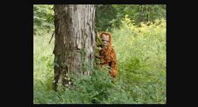 Bigfoot Trail Challenge