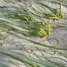 Image result for Zosteraceae