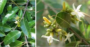 Image result for Landolphia foretiana