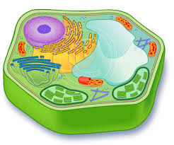 Hernandez review learn with flashcards games and more for free. Plant Biology 5th Grade Proprofs Quiz