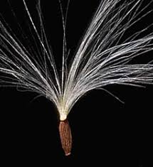 Image result for Sonchus schweinfurthii