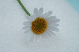 The best time to harvest your flowers is late morning, just after the dew has evaporated from the leaves. Drying Daisies With Silica Gel Sand Dried Flower Craft