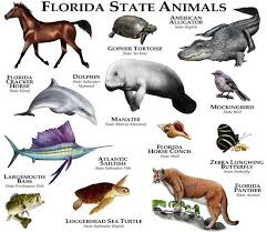 Complete florida facts for kids. 61 Mermaids Ideas Mammals Animals Prehistoric Wildlife