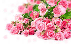 Wallpaper rose flower bouquet images hd. Pink Rose Flower Bouquet Romantic Color Wallpaper Flowers Wallpaper Better