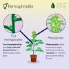 On average, the indoor life cycle takes around 3 months from seed to harvest. 1