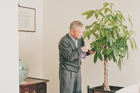 Check spelling or type a new query. Money Tree Meaning And Placement In Feng Shui Lovetoknow