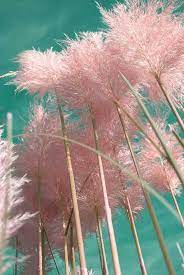 The pampas (from the quechua: 16 Easy Tips To Successfully Grow Pampas Grass Happy Diy Home