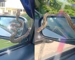 Once through, my medallion will be there. Ketika Memandu Kereta Wanita Hamil Terperanjat Melihat Ular Sawa Muncul Dan Melingkar Di Side Mirror