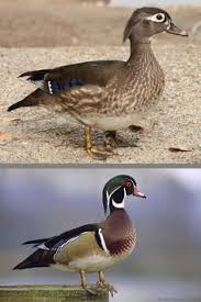 Black And White Wild Duck Species Wood Duck Aix Sponsa Wood Ducks Duck Species Bird Species