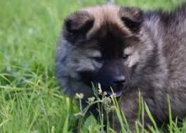 Ab wann sind hunde geschlechtsreif? Pubertat Beim Hund Wie Lange Dauert Die Pubertat