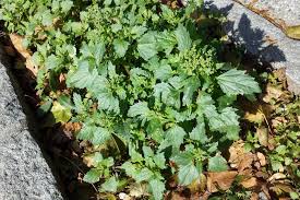 Image result for Chenopodiastrum