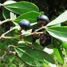 Image result for Rhoicissus revoilii