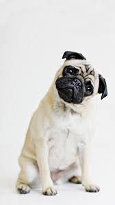 obtain fantastic tips on funny pugs they are actually readily available for you on our site cute pugs dog wallpaper pug wallpaper