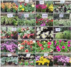 Fungsi dan jenis tanaman hias kedua yaitu tanaman tanaman pagar, sesuai namanya, tanaman pagar adalah tanaman yang fungsinya sebagai akan tetapi, jika tanaman hanya sekadar pembatas, tanaman penutup tanah dan semak pendek dengan komposisi dan penataan yang menarik dapat. Memilih Tanaman Hias Megasulfia