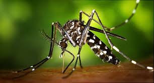 When a zika infected aedes mosquito bites you, the symptoms typically appear within three to twelve days. Zika Virus Symptoms Countries Risk And Prevention