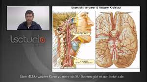 Kopf Hals Gefasse Arterien Und Venen Dr Med Steffen Boris Wirth Bei Lecturio Youtube