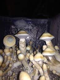 Pin On Mushroom Growing