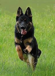 Black And Cream Colored German Shepherd Diversity In Black German Shepherd Colors In 2020 German Shepherd Dogs Dogs Black German Shepherd Dog