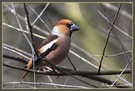 Fin D Hiver Chez Les Passereaux Entre Ailes Et Plumes Passereaux Oiseaux Des Jardins Oiseaux