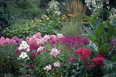 Schattenpflanzen Pflanzen Fur Schattige Standorte Und Den Schattengarten Schatten Schattengarten Schattenpflanzen Schattenpflanzen Garten