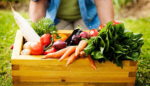 Come take a look at my backyard vegetable garden and maybe you'll be inspired! Vegetable Gardening Tips Tricks For A High Yield Vegetable Garden