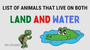 Terrestrial animals can also be vertebrates and invertebrates. List Of Animals That Live On Both Land And Water Qna Explained Youtube