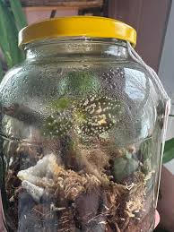 Image result for Nesaea sarcophylla