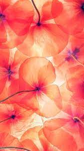 Android Phone Ke Wallpaper Download Hd Nature Iphone Wallpaper Beautiful Wallpaper For Phone Flower Wallpaper