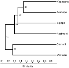 Image result for Rhytachne robusta