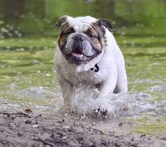 Popular Types Of Bulldogs Modern And Extinct Breeds