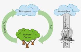 Despite its ancient use as a source of heat and energy, however, many people don't know what biomass energy really means, or where biofuels come from. Biomass Energy Biomass Plant Biomass Energy Clipart Free Transparent Clipart Clipartkey