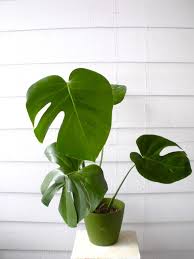 How To Propagate A Monstera Deliciosa Leaf And Paw Plants Monstera Deliciosa Philodendron Monstera