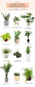 Here, we have listed 27 of the best low light indoor plants for you to choose from, so that you can grow them and give touches of green to areas of your house where the sun does not shine. Twelve Low Light Indoor Plants You Probably Can T Kill Low Light House Plants Indoor Plants Low Light Plants
