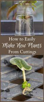 Pick a plant that takes root in the water (below you will find a list of some of the most recommended plants), and cut a sprig just below a leaf where the natural rooting hormone is active. How To Easily Root Plants In Water With Simple Cuttings Water Plants Plant Cuttings Plants