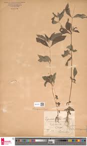 Image result for Hua gabonii