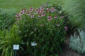 Check spelling or type a new query. Landscape Plants Rated By Deer Resistance Rutgers Njaes