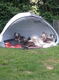 Finding the cheapest price for top hotels in surahammar, sweden is easy with agoda.com. Kennel Angel Dust Dogs 135 Photos Pet Service Surahammar Sweden