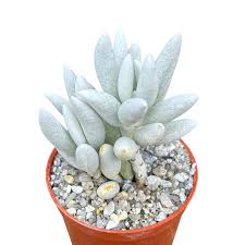 Image result for Caputia