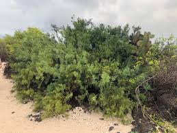 Image result for Scutia