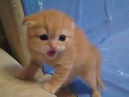 Kameradan Korkan Yavru Kedi Izlesene Com