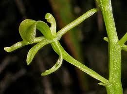 Image result for Liparis mulindana