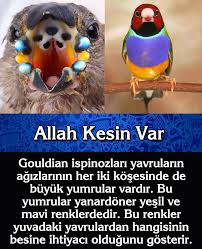 Adnan Oktar Operasyon Adnan Oktar Hapis Kedicikler Operasyon Kedicik Operasyon Kedicikler Hapis Ali Erbas Ersoy Dede Diyanet Israi Iman Hayvanlar Haham