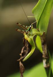 Image result for Agelanthus keilii