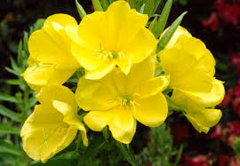 Buy Evening Primrose Seeds Canada | Metchosin Farm