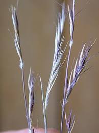 Image result for Hubbardochloa gracilis