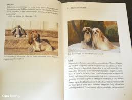 Carpal tunnel syndrome (cts) is the most common peripheral neuropathy, characterized by the presence of many sensory and motor abnormalities. Oaza Recenzji 480 Shih Tzu Aniol Nie Pies