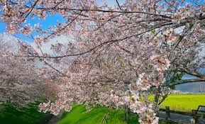 Pemandangan indah yang bermusim ini bukan sahaja menjadi salah. Oh Bawang Wow Cantiknya Musim Bunga Sakura Di Jepun Facebook